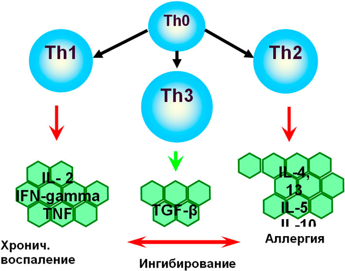 Вспомогательная иммунологическая реакция Вспомогательная иммунологическая реакция