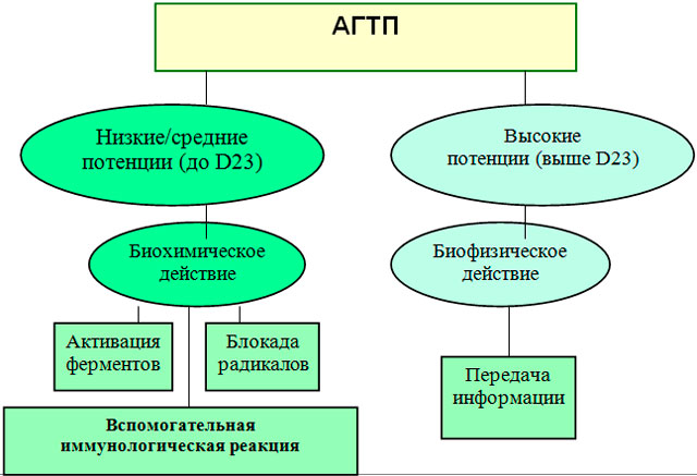 Механизмы действия антигомотоксических препаратов Механизмы действия антигомотоксических препаратов