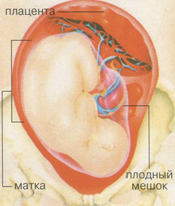 Нормальное положение плода перед родами Нормальное положение плода перед родами