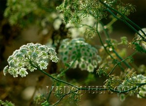 Ammi visnaga