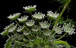 Ammi visnaga