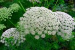 Ammi visnaga