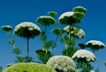 Ammi visnaga