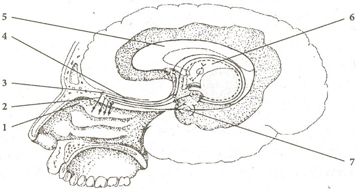 Проводящий путь органа обоняния Проводящий путь органа обоняния