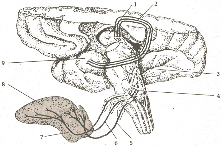 Проводящий путь органа вкуса Проводящий путь органа вкуса