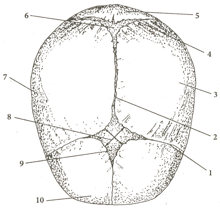 Расположение швов и родничков (схема) Расположение швов и родничков (схема)