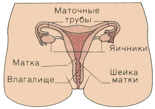 Путь оплодотворенной яйцеклетки Путь оплодотворенной яйцеклетки