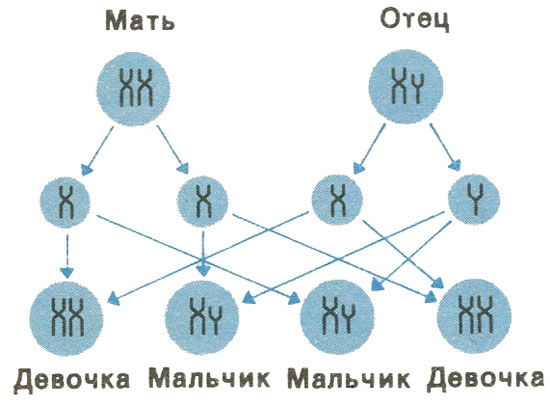 Пол ребенка Пол ребенка
