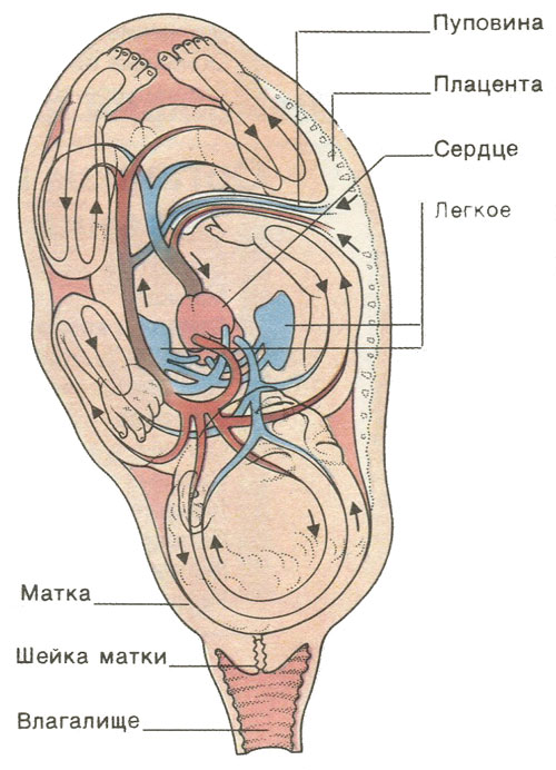 Кровообращение плода Кровообращение плода