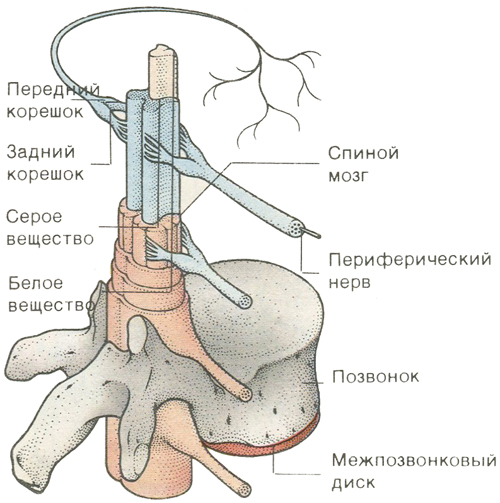 Спинной мозг Спинной мозг