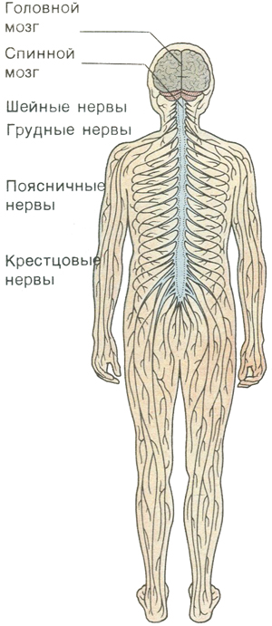 Нервная система Нервная система