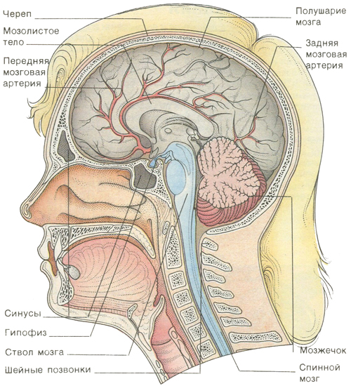 Головной мозг Головной мозг