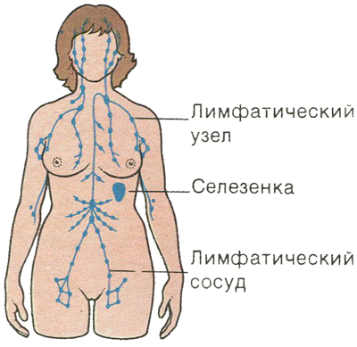 Лимфатическая система Лимфатическая система