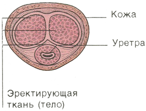 Поперечное сечение полового члена Поперечное сечение полового члена