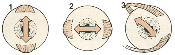Варианты движения глазного яблока Варианты движения глазного яблока