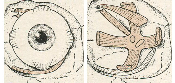 Мышцы глаза Мышцы глаза