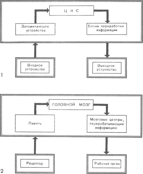 Схема работы ЦНС и головного мозга Схема работы ЦНС и головного мозга