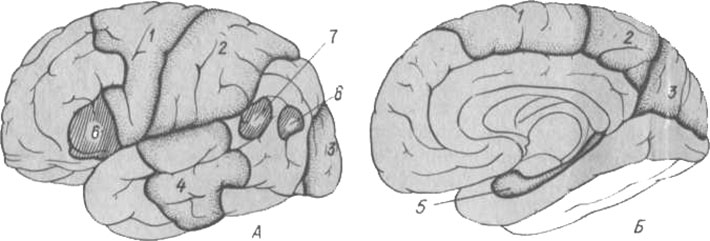 Локализация функций в коре больших полушарий головного мозга Локализация функций в коре больших полушарий головного мозга