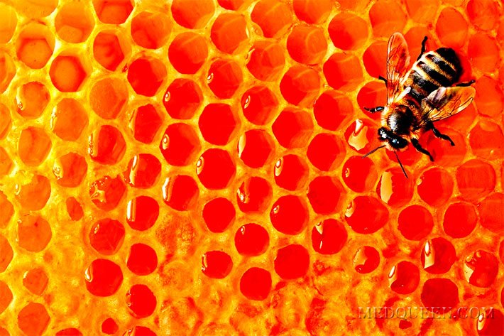 Мед в сотах Мед в сотах