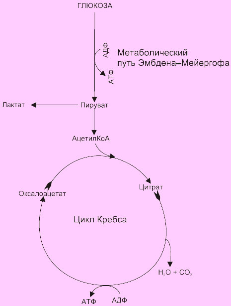 Внутриклеточное окисление глюкозы Внутриклеточное окисление глюкозы