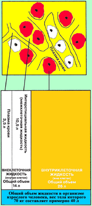 Распределение жидкости в организме человека Распределение жидкости в организме человека