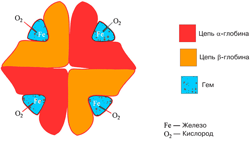 Молекула гемоглобина