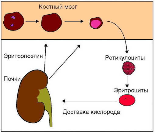 Регуляция эритропоэза Регуляция эритропоэза