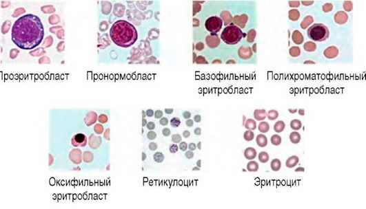 Стадии эритроидной дифференциации Стадии эритроидной дифференциации