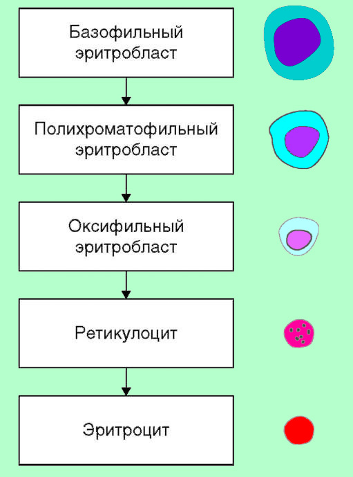 Эритропоэз Эритропоэз