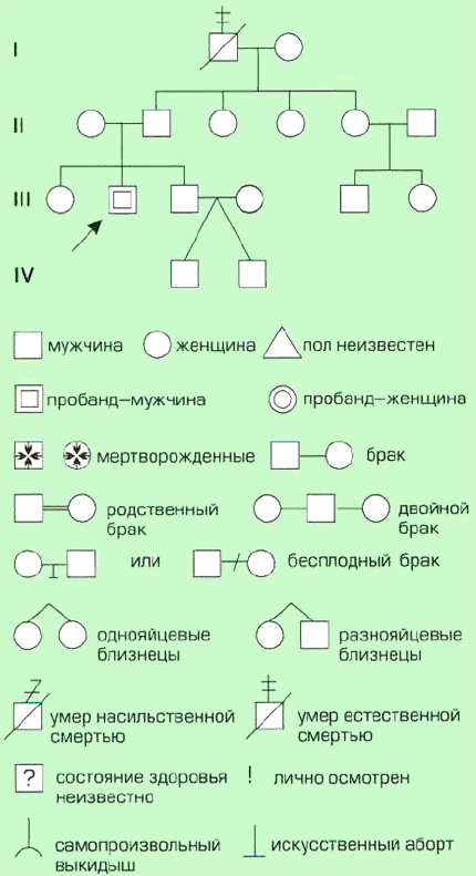 Родословная человека Родословная человека