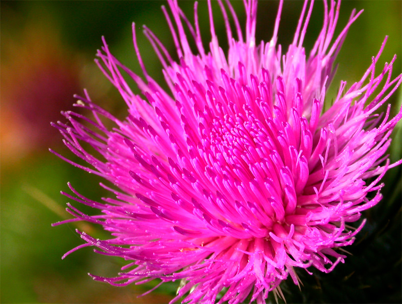 Расторопша Расторопша