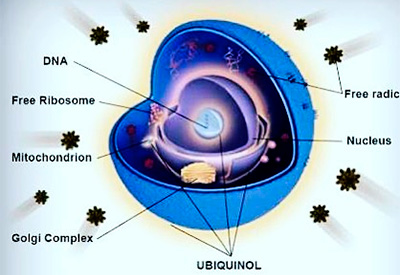 Убихинол Убихинол