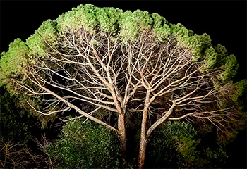 Пикногенол из коры приморских сосен Пикногенол из коры приморских сосен