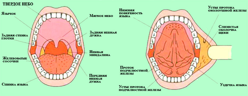 Ротовая полость Ротовая полость
