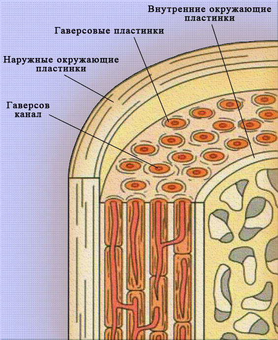 Кость Кость