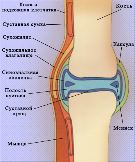 Сустав Сустав