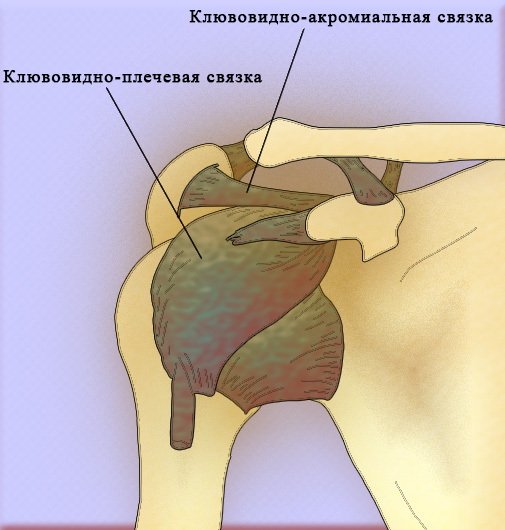 Сустав Сустав