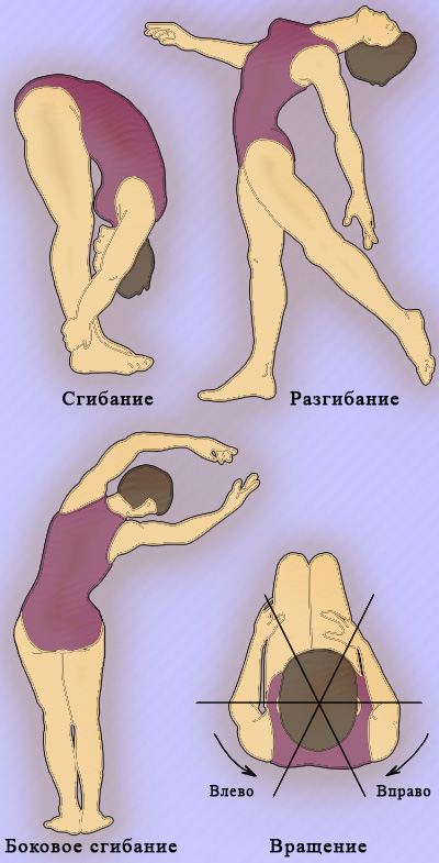 Оценка подвижности позвоночника Оценка подвижности позвоночника