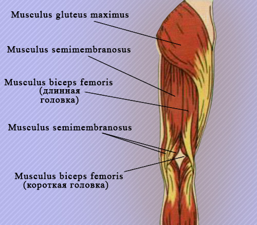 Мышцы, образующие подколенную ямку Мышцы, образующие подколенную ямку