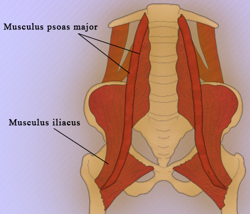 Мышцы, сгибатели бедра Мышцы, сгибатели бедра