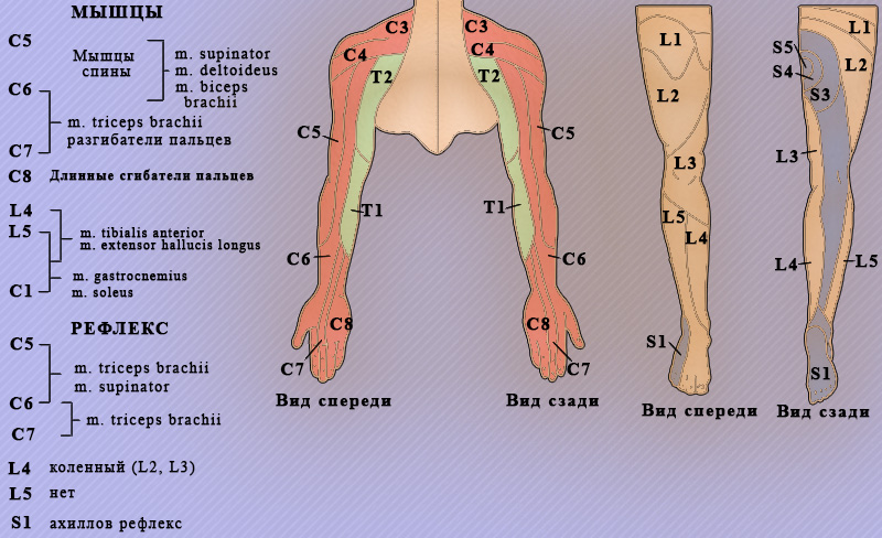 Корешковые синдромы Корешковые синдромы