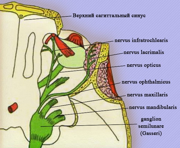 Зоны иннервации ветвей тройничного нерва Зоны иннервации ветвей тройничного нерва