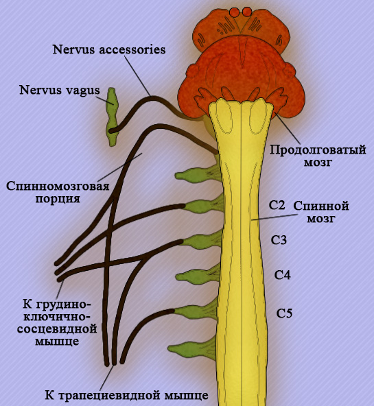 Добавочный нерв Добавочный нерв