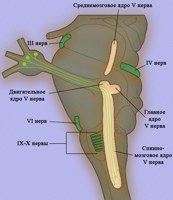 Ядра V пары черепно-мозговых нервов Ядра V пары черепно-мозговых нервов
