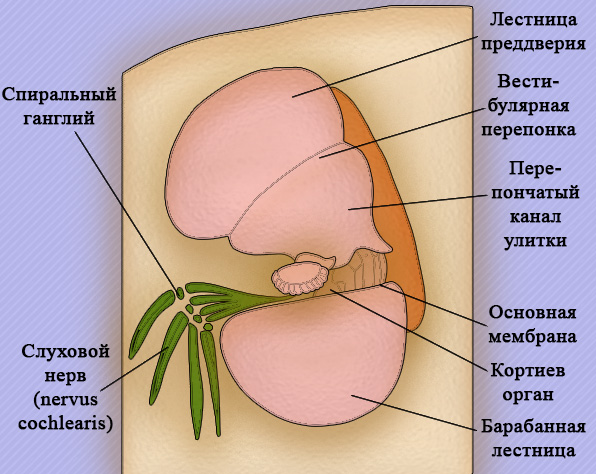 Строение улитки Строение улитки