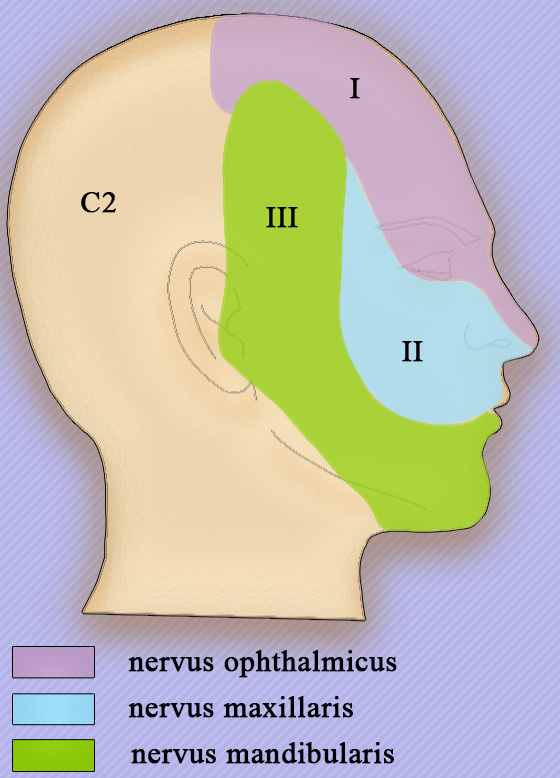 Периферические нервы тройничного нерва Периферические нервы тройничного нерва
