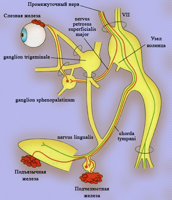 VII пара черепно-мозговых нервов VII пара черепно-мозговых нервов