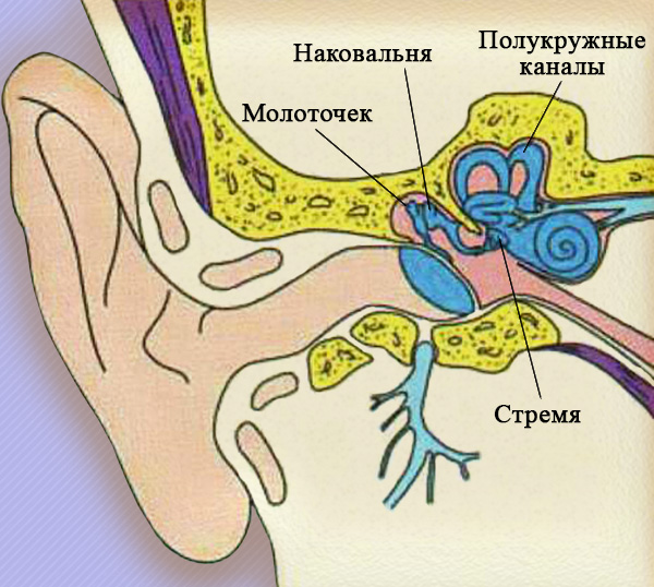Строение внутреннего уха Строение внутреннего уха