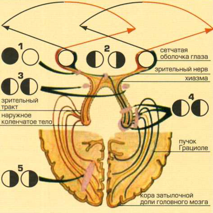 Зрительный анализатор Зрительный анализатор