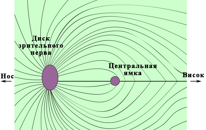 Сетчатка глаза – нервные волокна Сетчатка глаза – нервные волокна